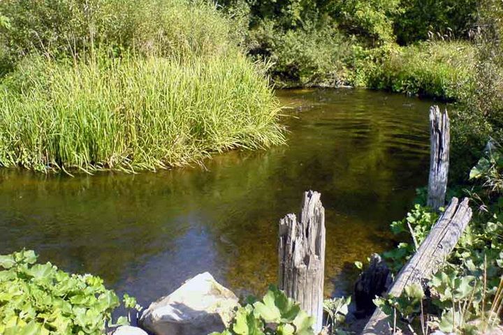 Ведуга, река
