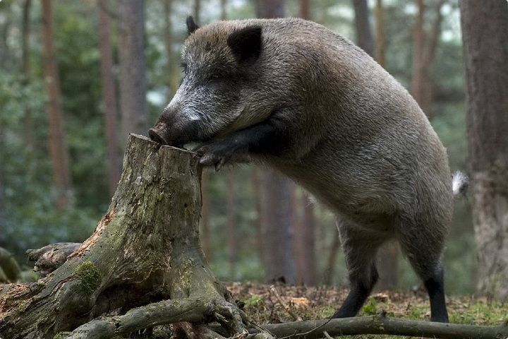 Животный мир Воронежской области