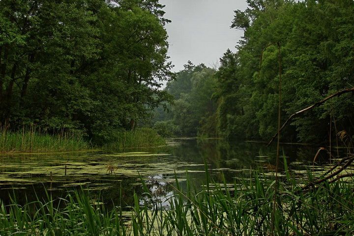 Флора водоёмов